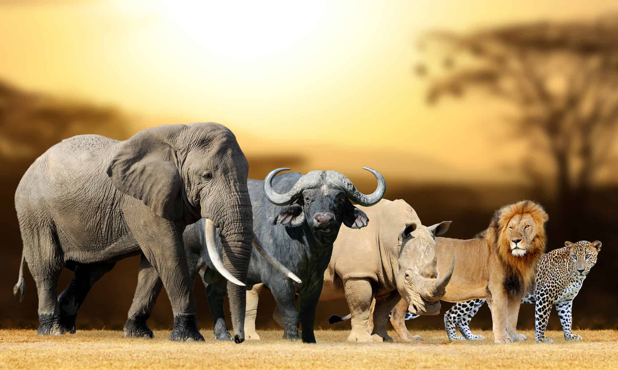 Uganda safari packages 2026 — Big Five game drives and wildlife tours across East Africa national parks